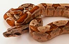 Hypo - Mâle - 200$