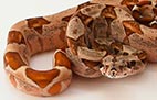 Hypo - Mâle - 200$