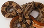 Striped Hypo Motley - Mâle - 500$