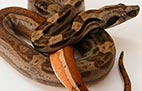 Striped Hypo Motley - Mâle - 500$