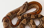 Striped Hypo Motley - Mâle - 500$