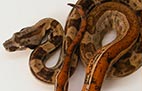Striped Hypo Motley - Mâle - 500$