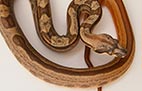 Striped Hypo Motley - Femelle - 500$