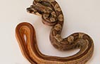 Striped Hypo Motley - Femelle - 500$