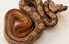Striped Hypo Motley - Femelle - 500$