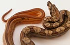 Striped Hypo Motley - Femelle - 500$