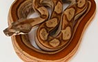 Striped Hypo Motley - Mâle