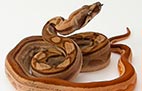 Striped Hypo Motley - Mâle