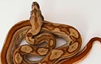 Striped Hypo Motley - Mâle