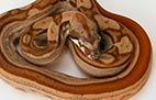 Striped Hypo Motley - Mâle