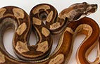 Hypo Motley - Femelle
