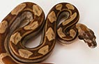 Hypo Motley - Femelle