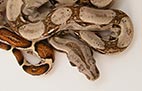 Régulier - Mâle - 120$