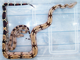 Age d'un serpent