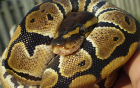 Le choix d’un serpent