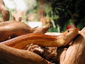 Le choix d’un serpent