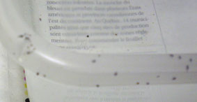 Ophionyssus natricis
