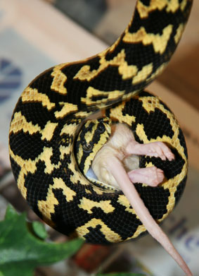 Comment nourrir son serpent?