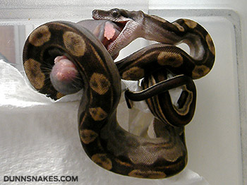 Repas d'un bébé boa constrictor