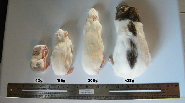 Tailles de rats congelés